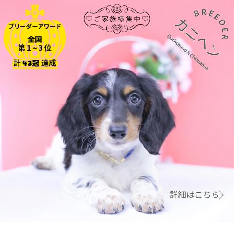 カニヘンダックスフンド ロング