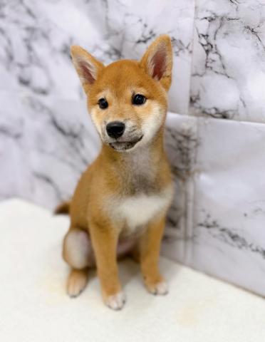 柴犬【9/26お写真、動画更新！】Special price‼️おすわり、まてをマスターしました‼️の写真3