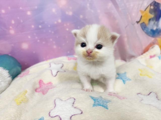 スコティッシュフォールドの写真2