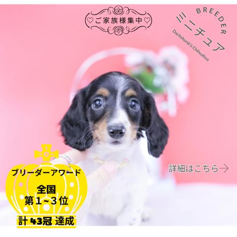 ミニチュアダックスフンド ロング