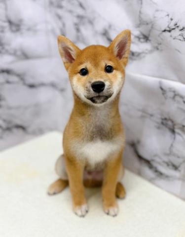 柴犬【9/26お写真、動画更新！】Special price‼️おすわり、まてをマスターしました‼️の写真5