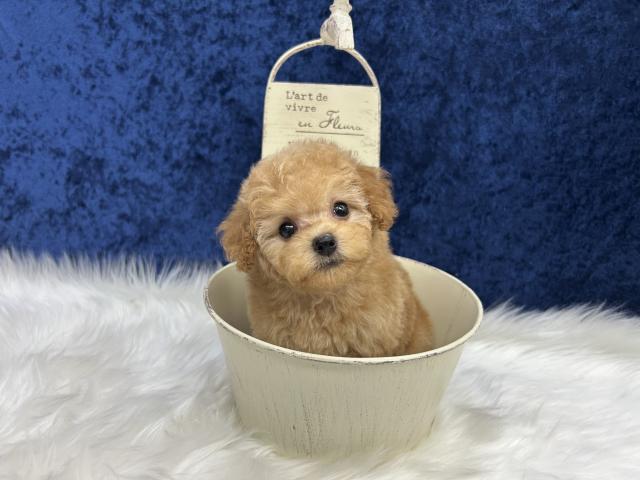 トイプードルティーカップサイズ予想の写真4