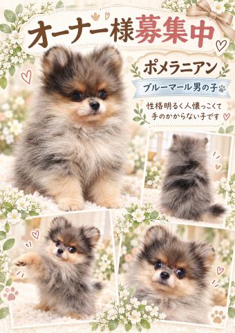 ポメラニアン