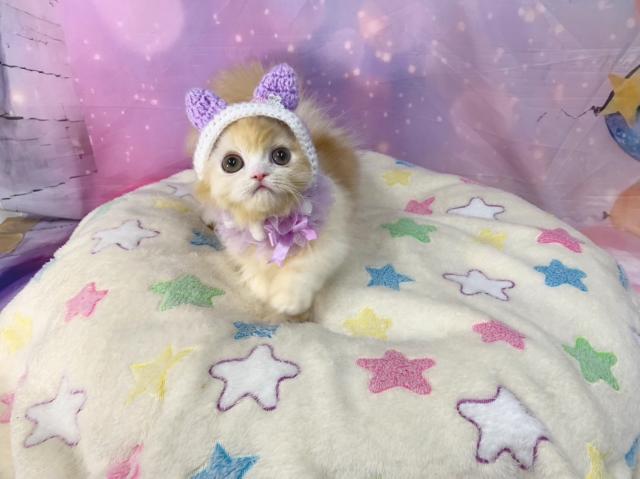マンチカンの写真2