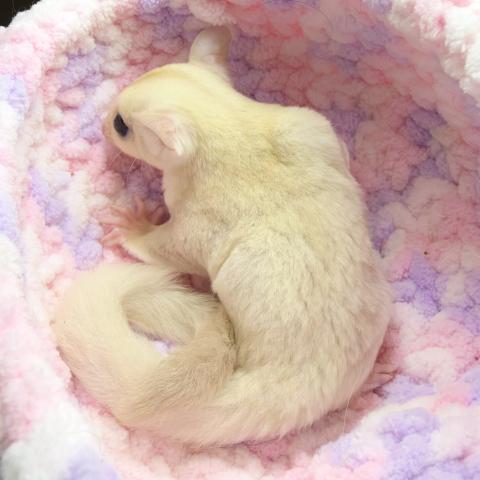 フクロモモンガ アルビノの写真4