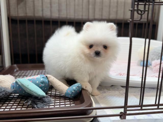 ポメラニアンの写真6