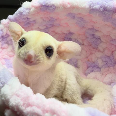 フクロモモンガ アルビノの写真5