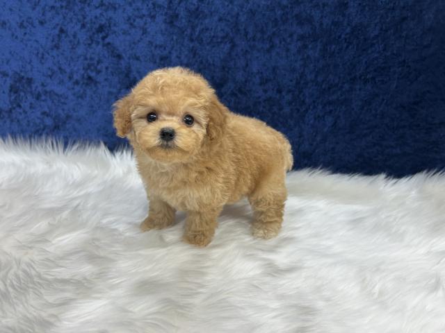 トイプードルティーカップサイズ予想の写真3