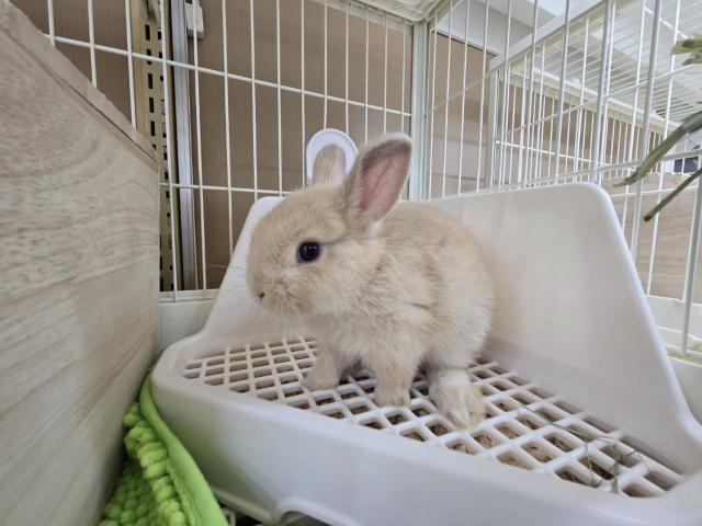 ネザーランドドワーフ