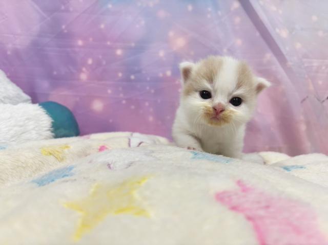 スコティッシュフォールドの写真4