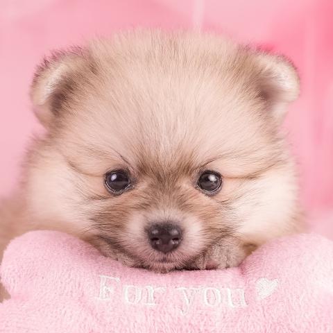 ポメラニアンの写真2