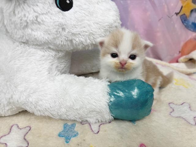 スコティッシュフォールドの写真3