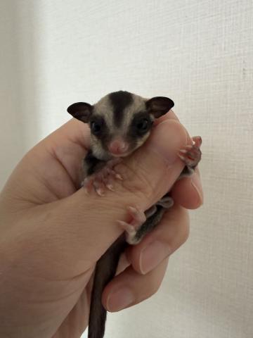 フクロモモンガ ノーマルの写真4