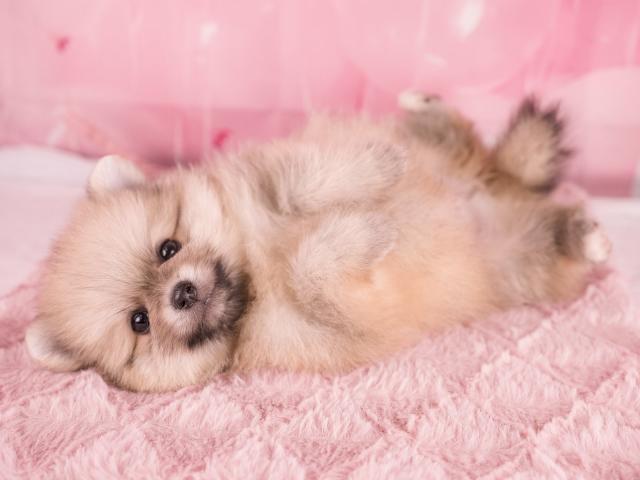 ポメラニアンの写真5