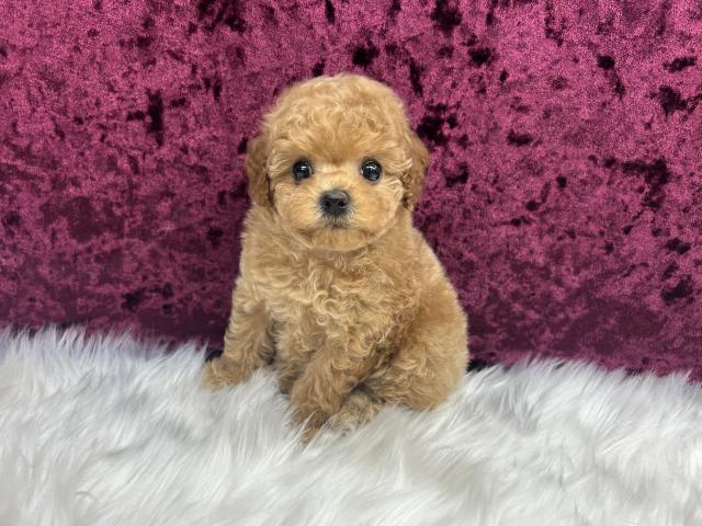 トイプードルティーカップサイズ予想の写真3