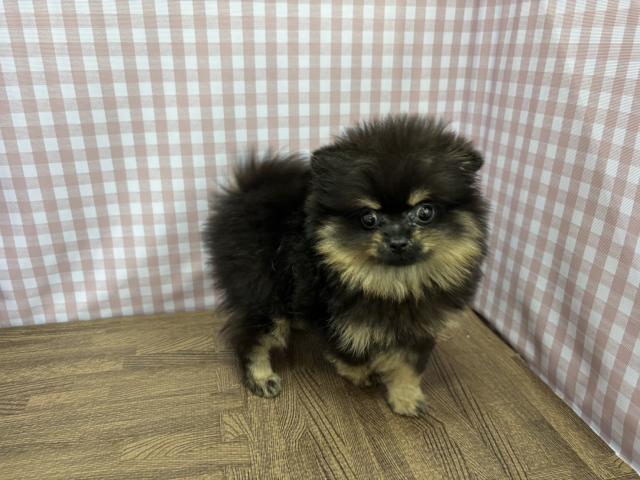 ポメラニアンの写真3