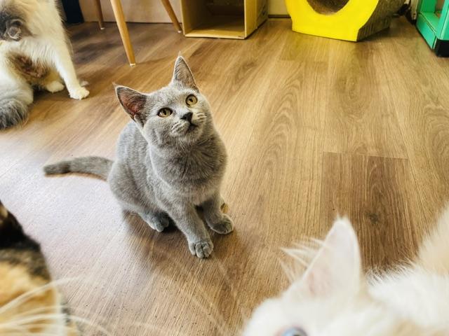 シャルトリューの写真3