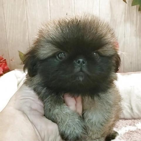 ペキニーズの写真4