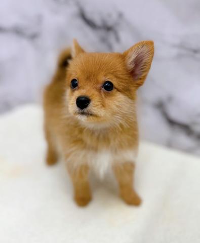 MIXポメラニアン×ヨーキー【9/27お写真、動画更新!】愛らしい仕草に癒される♡の写真4