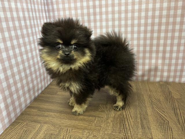 ポメラニアンの写真2