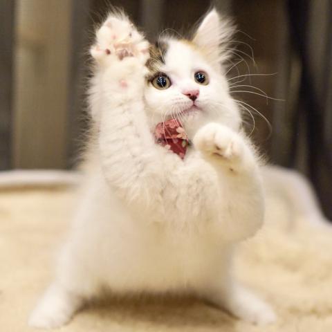 サイベリアンの写真4