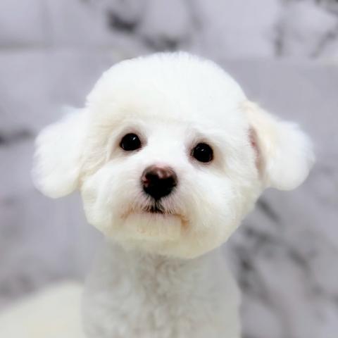 ビションフリーゼ【9/27お写真、動画更新!】Special price‼️スッキリカットしました!ビションカットまでは育毛中♪