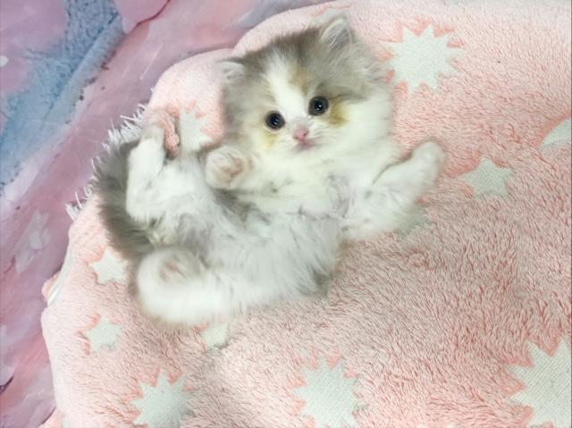 スコティッシュフォールドの写真2