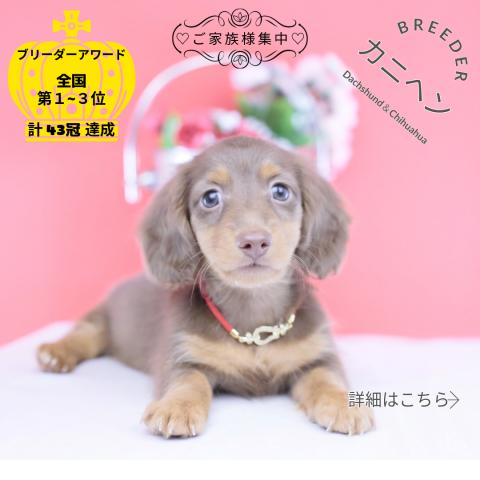 カニヘンダックスフンド　ロング