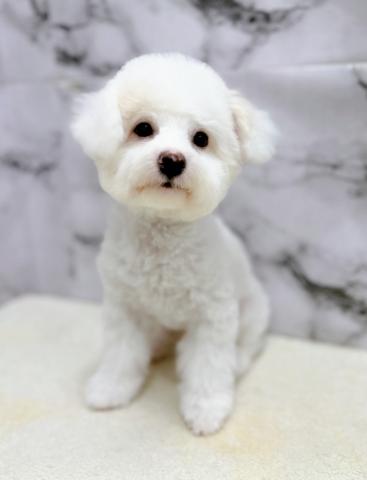 ビションフリーゼ【9/27お写真、動画更新!】Special price‼️スッキリカットしました!ビションカットまでは育毛中♪の写真5