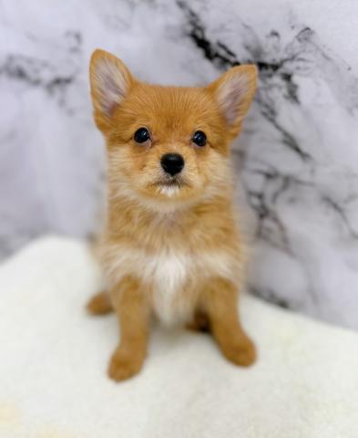 MIXポメラニアン×ヨーキー【9/27お写真、動画更新!】愛らしい仕草に癒される♡の写真2