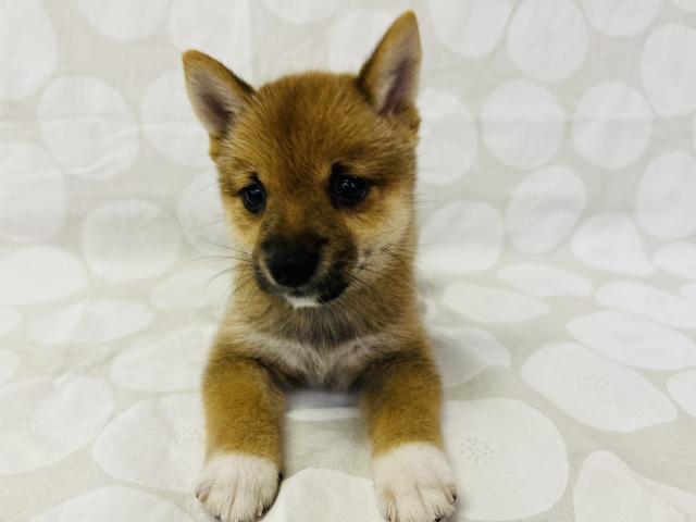 柴犬の写真3