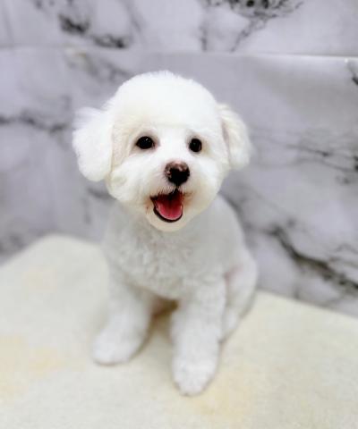 ビションフリーゼ【9/27お写真、動画更新!】Special price‼️スッキリカットしました!ビションカットまでは育毛中♪の写真4