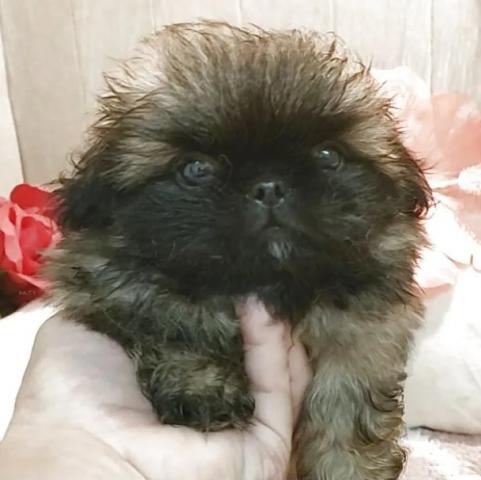 ペキニーズの写真5