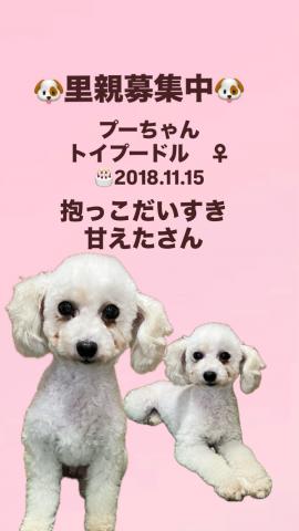 トイプードル