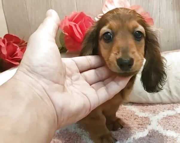 チワックス(チワワ×ダックスフンド)の写真5