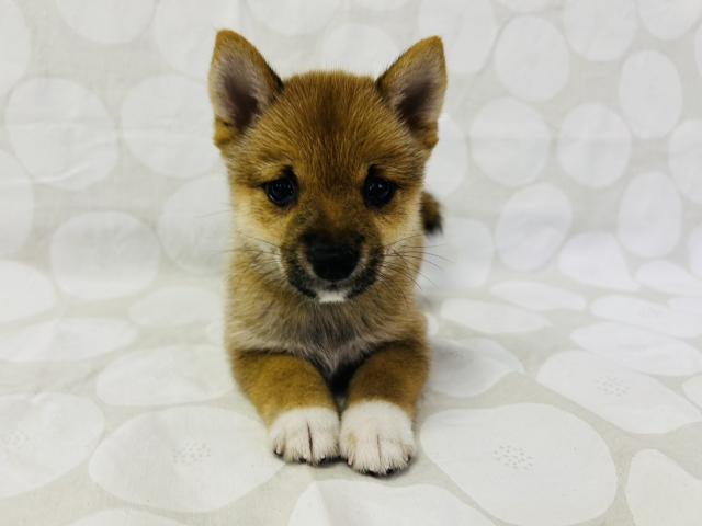 柴犬の写真2