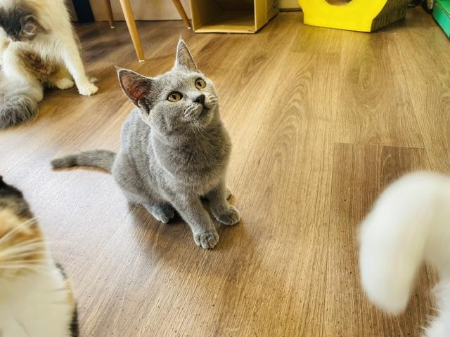 シャルトリューの写真2