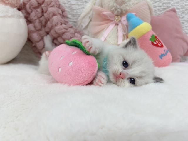ラグドールの写真4