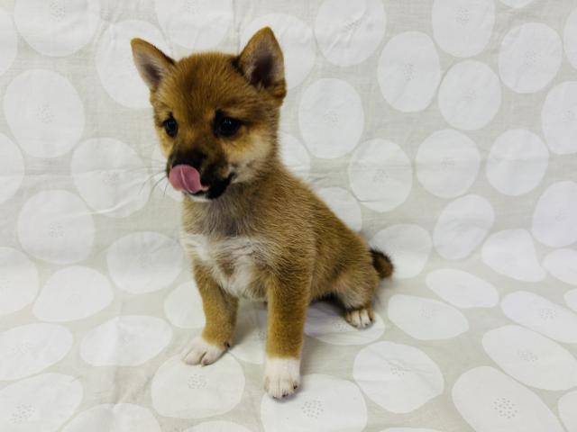 柴犬の写真4