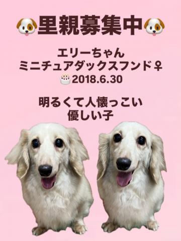 ミニチュアダックスフンド