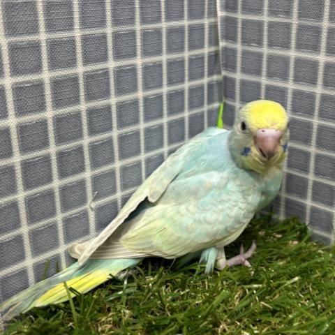 セキセイインコの写真2