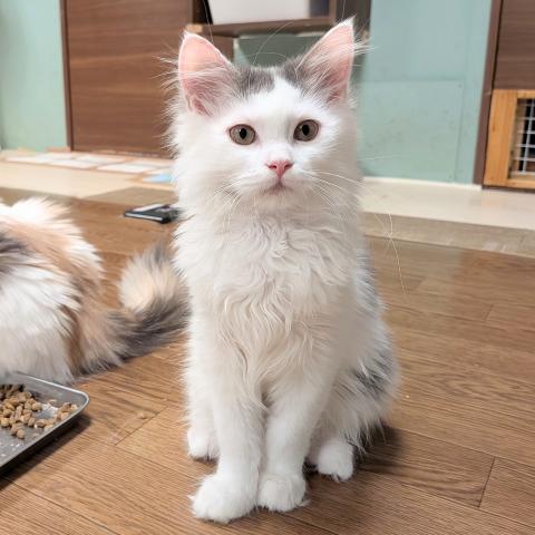 マンチカン男の子
