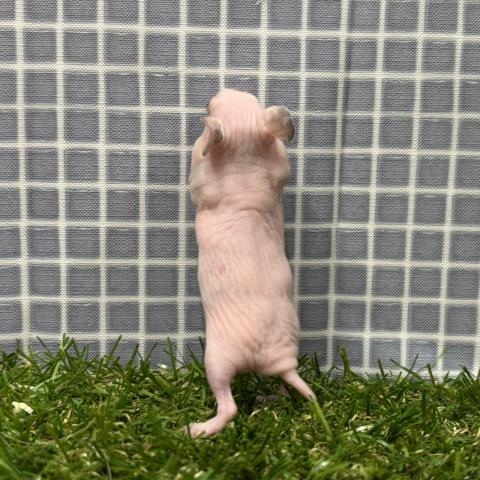 ハムスター スキニハムスターの写真2