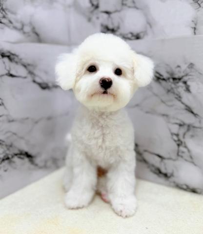 ビションフリーゼ【9/27お写真、動画更新!】Special price‼️スッキリカットしました!ビションカットまでは育毛中♪の写真2