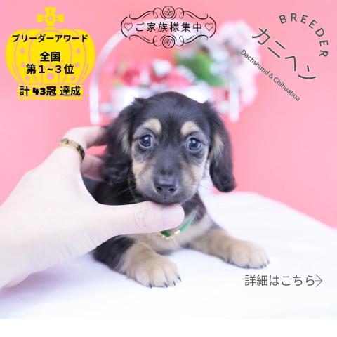 カニヘンダックスフンド ロング