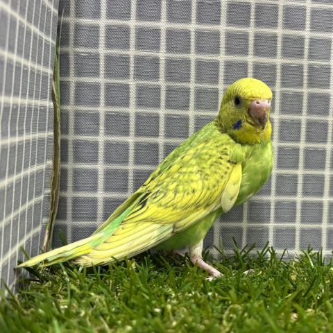 セキセイインコの写真2