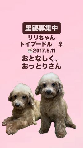 トイプードル