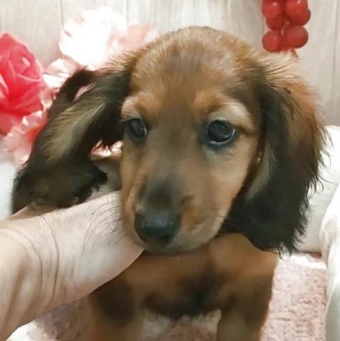 チワックス(チワワ×ダックスフンド)の写真4
