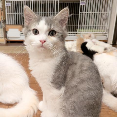 マンチカン男の子