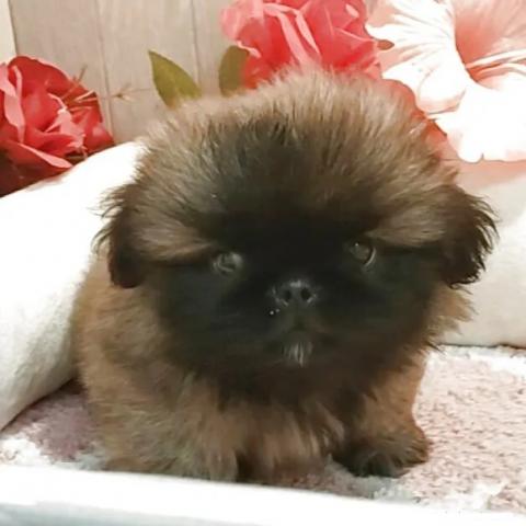 ペキニーズの写真3